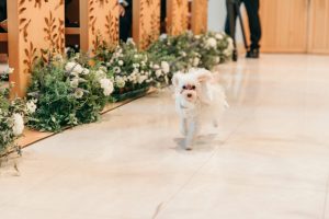 「愛犬と一緒に結婚式をしたい！」そんな願いを叶えるゼロハピの提携会場プラン【リングドッグもOK】